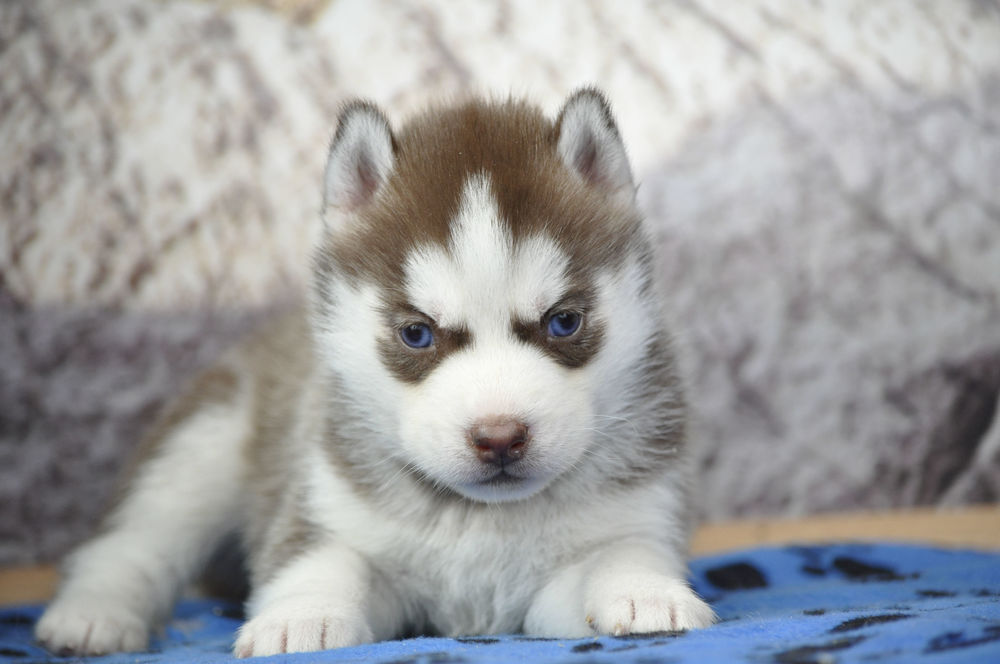   Superbes chiots Husky de Sibérie LOF 