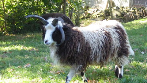 Un bélier Jacob à 4 cornes 130 35190 Miniac-sous-bcherel