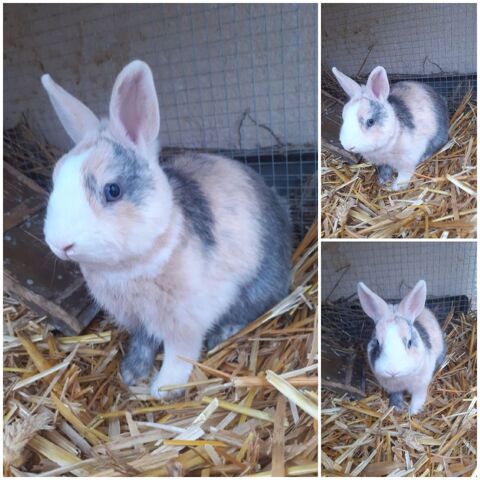 Lapin (5mois) 65100 Lourdes