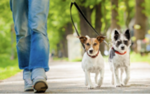   garde de vos animaux à domicile, 