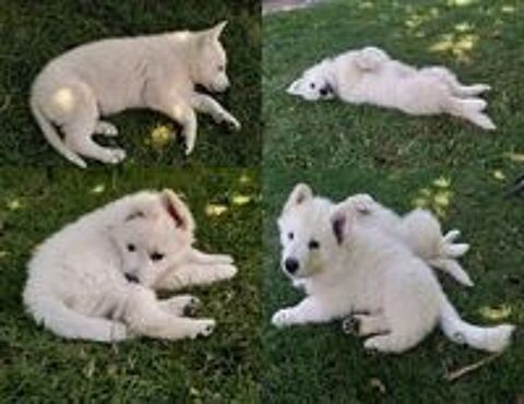   Chiots bergers blancs suisse LOF 