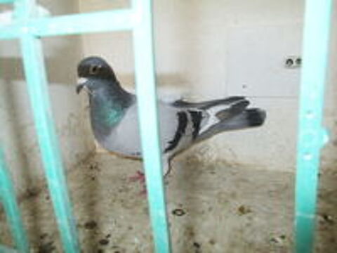   PIGEON VOYAGEUR 