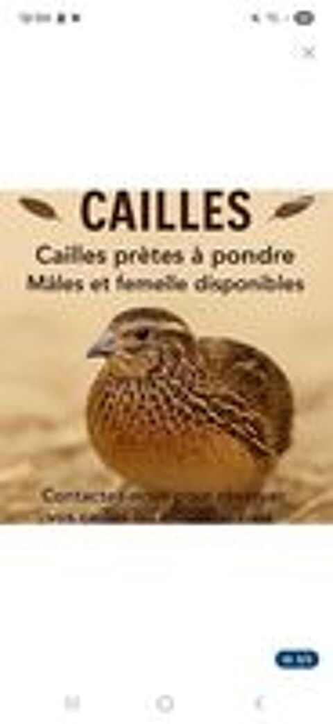  Cailles  