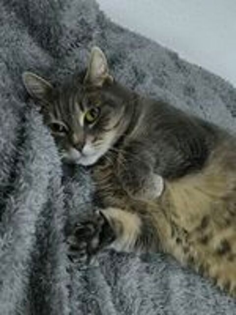   Cherche nouvelle famille pour chatte de 11 ans affectueuse 