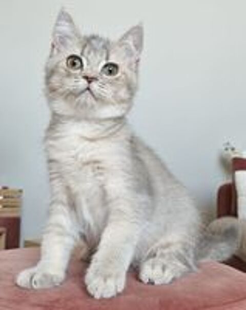   British shorthair loof 