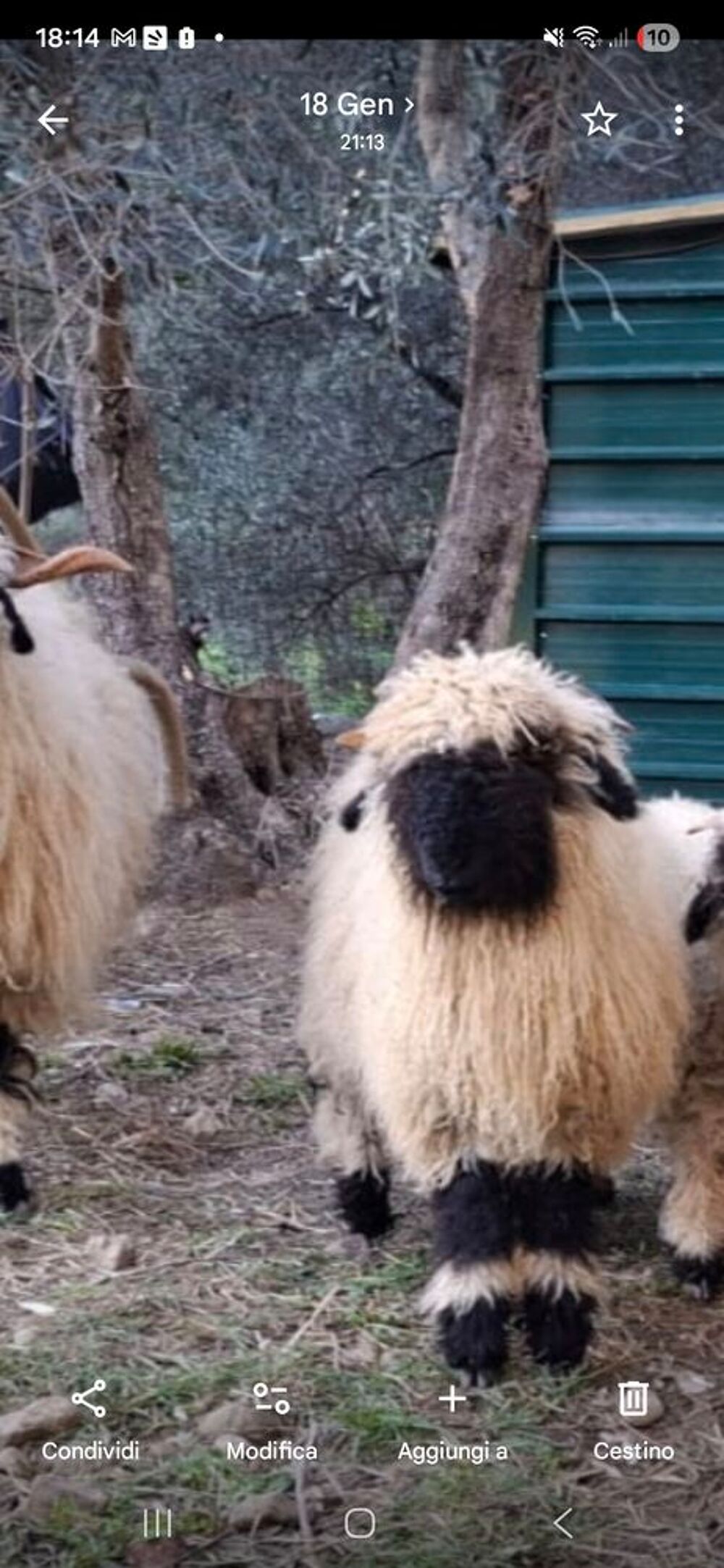   deux moutons nez noir du vallais 