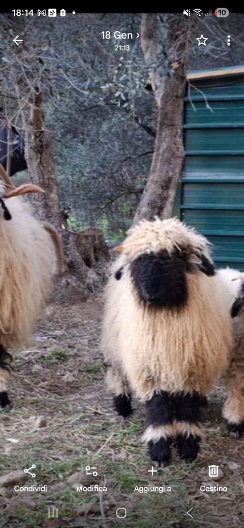 deux moutons nez noir du vallais 900 06500 Menton