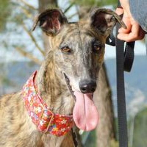   Triana  10/10  La galga qui illumine chaque journée   