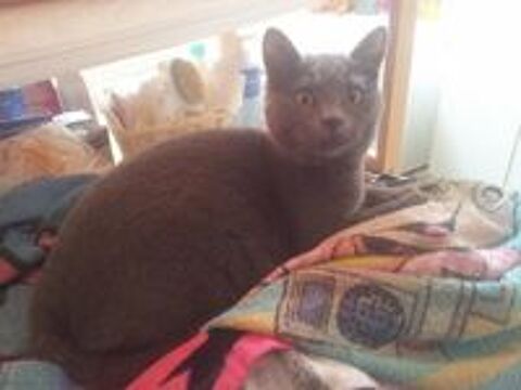   GABANO, europen gris bleu, 6 ans - M (DON) 