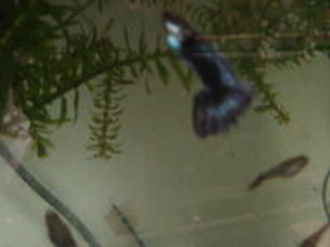   guppy léopard  
