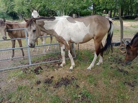 Poulain 2 ans hongre oc 1750 87330 Mézières-sur-issoire