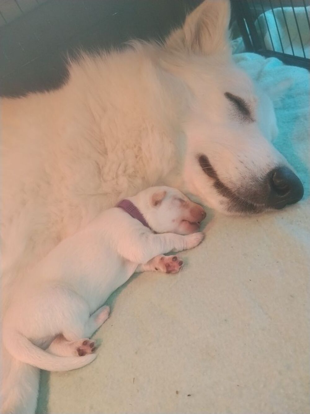   Chiots berger blanc suisse lof 