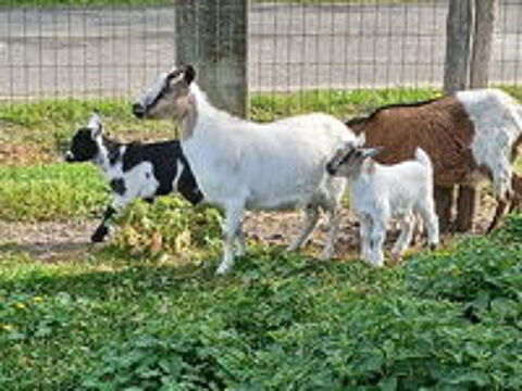   bouc main et biquette naine 