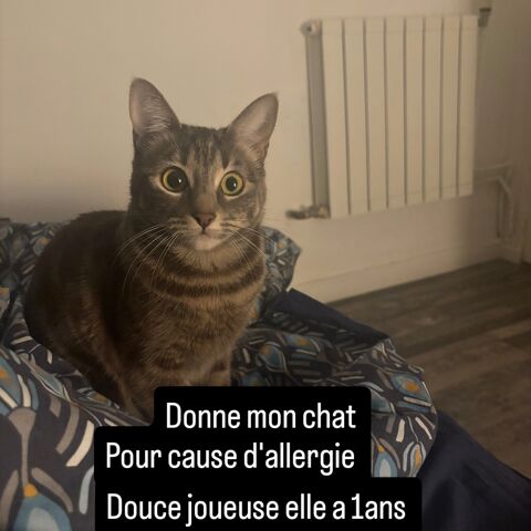 Bonjour je donne mon chat femmelle de 1 ans  0 13013 Marseille