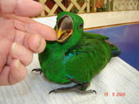   Perroquet Eclectus 