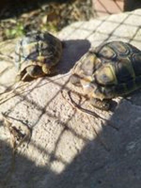   bébés tortues de terre 