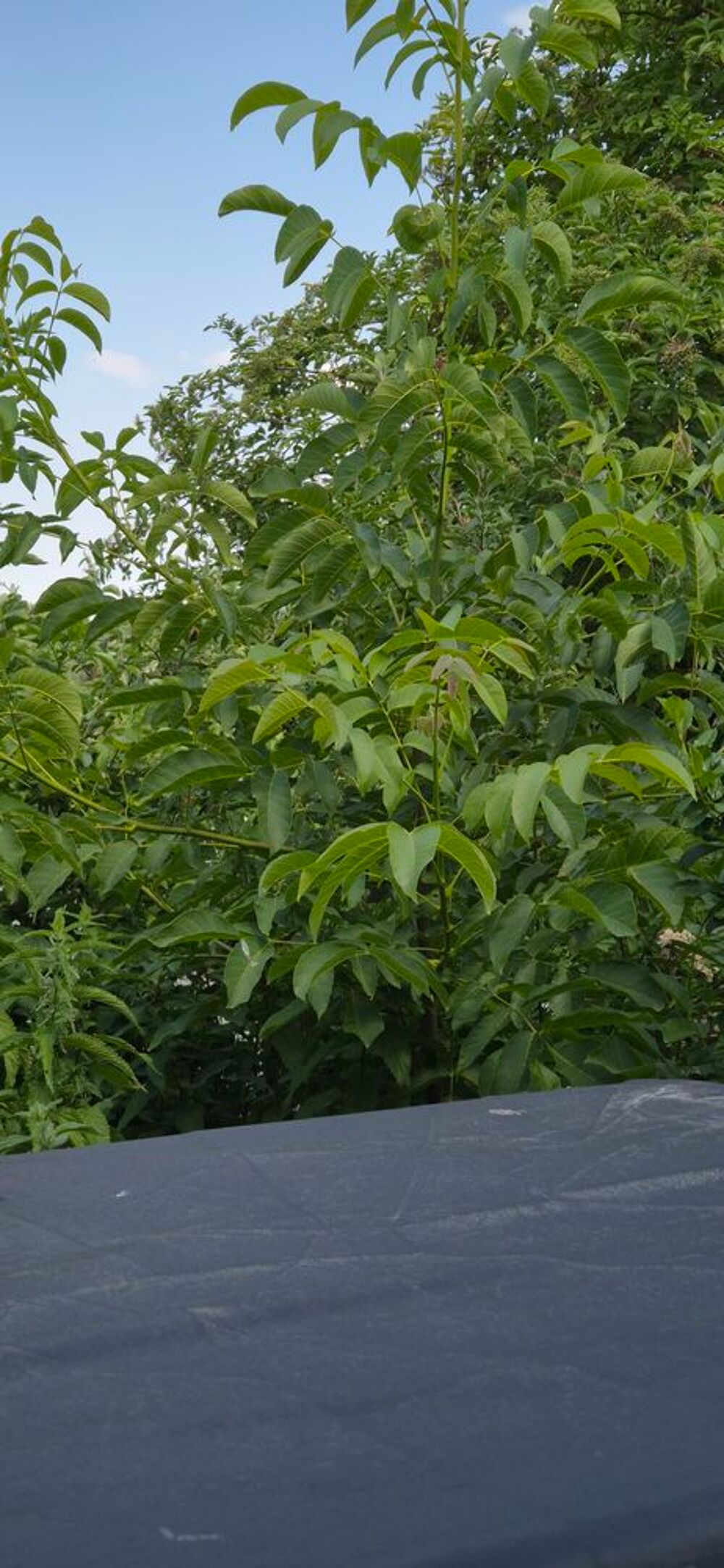 Arbuste Noyer Jardin