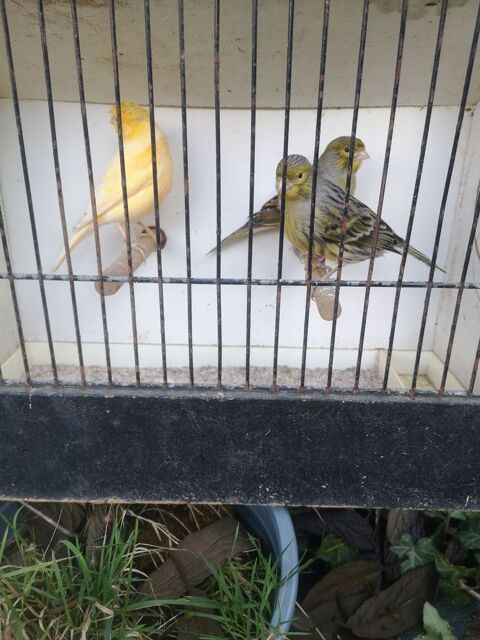 Oiseaux 15 21540 Sombernon