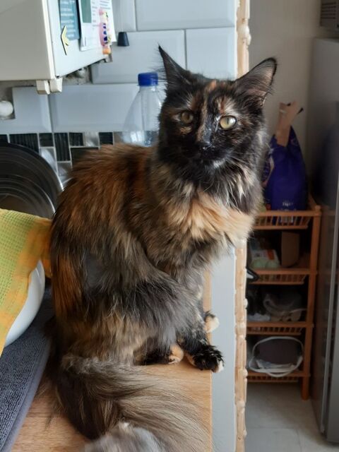 Nala, 1 an et demi, cherche un bon foyer 195 92250 La garenne-colombes