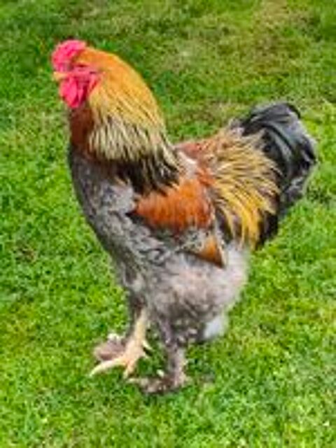   Beau coq Brahma  