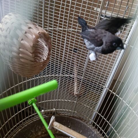 couple de moineau du Japon 30 08140 Bazeilles