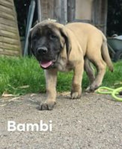   Chiots mastiffs 