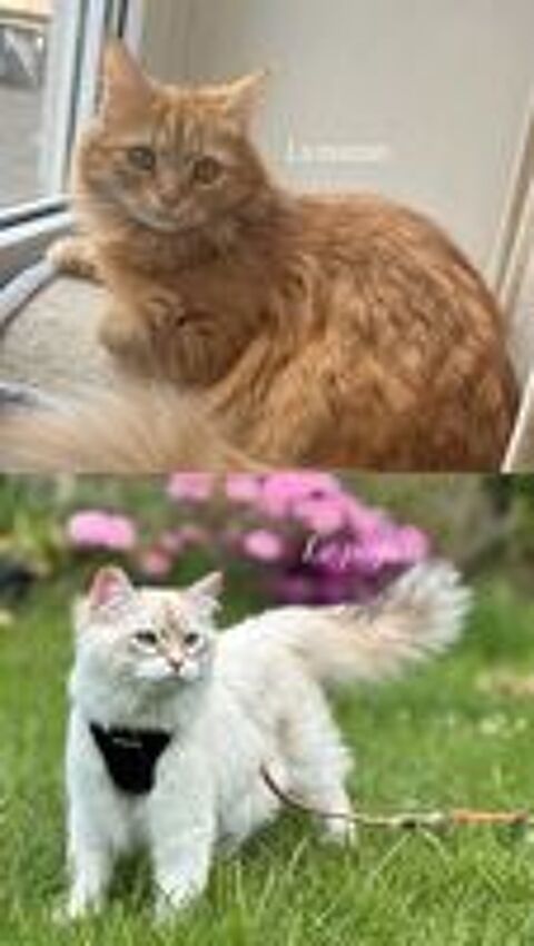   Chaton mâle sibérien LOOF hypoall1500ergénique 