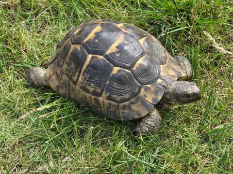 Rech grosse tortue Ibera testudo,agé de plus de10 ans  75 0 93800 pinay-sur-seine