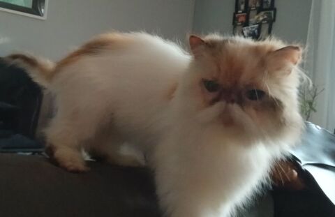 Chatte Persan 300 24420 Sarliac-sur-l'isle