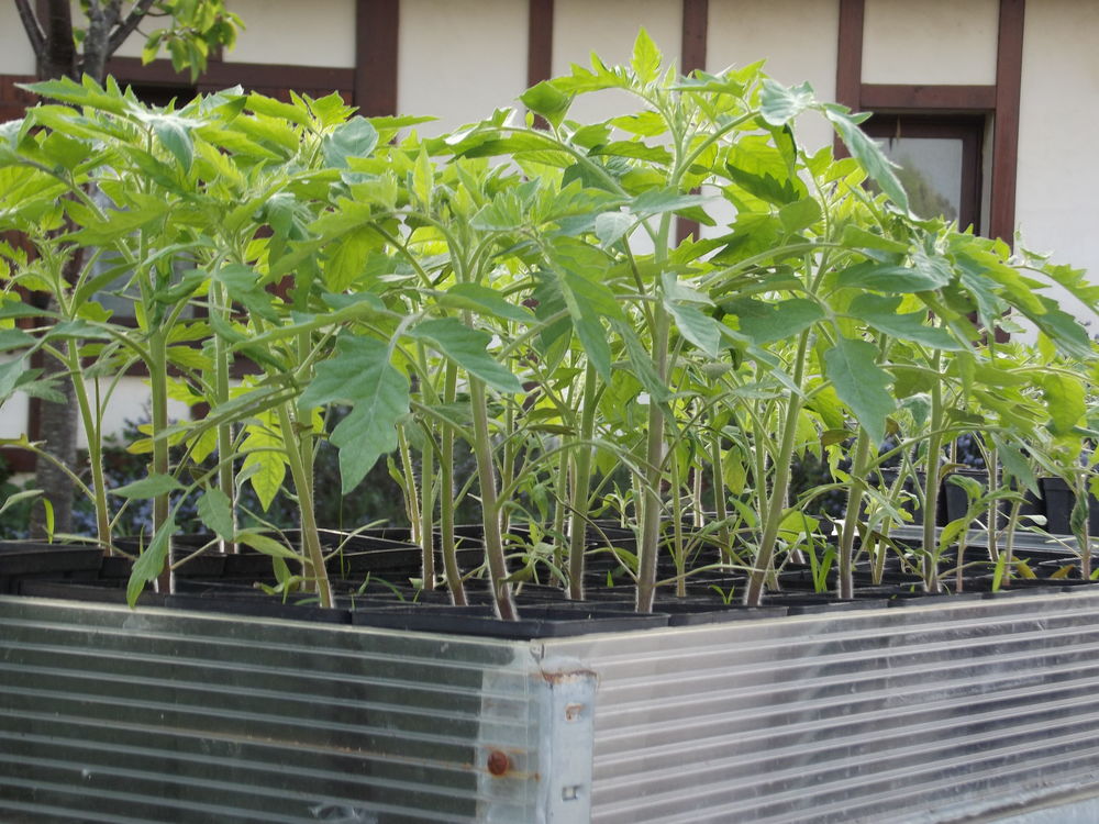 plans de pieds de tomates Jardin
