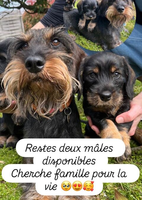 Chiots Teckel standard poil dur LOF Dispo 6 avril 1400 40230 B�nesse-maremne