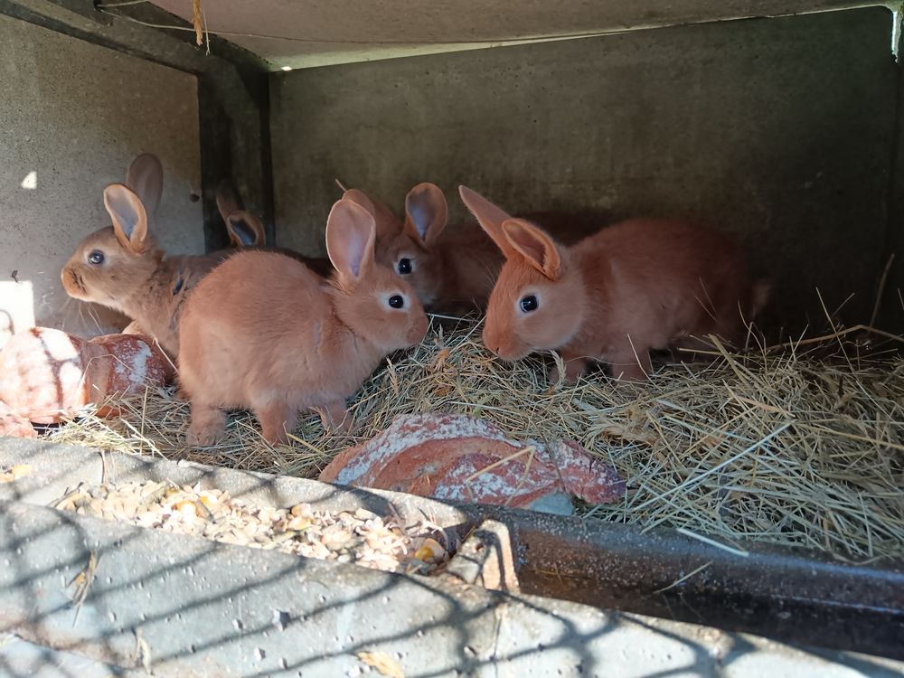   lapins de cabane 