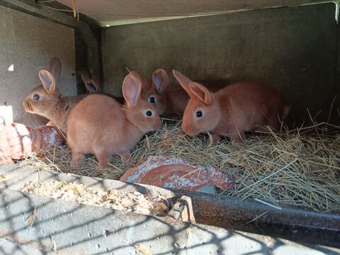 lapins de cabane 6 69870 Grandris