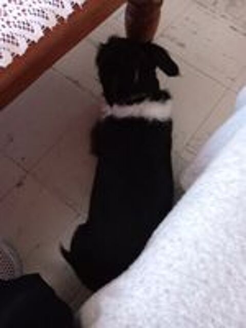   Le royaume des animaux parisiens  