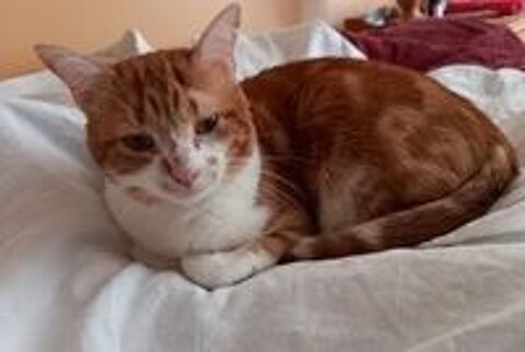   MIOSSEC CHAT ROUX & BLANC 8 ANS 1/2 