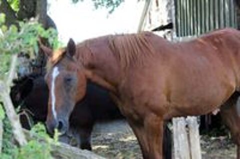   MAGIC, magnifique trotteur fran�ais � l'adoption 