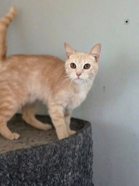 VERONNE 210 76000 Rouen