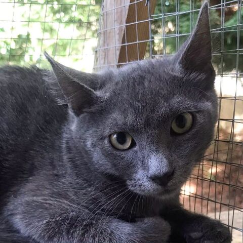 Grison - chaton mignon 100 26300 Pizancon