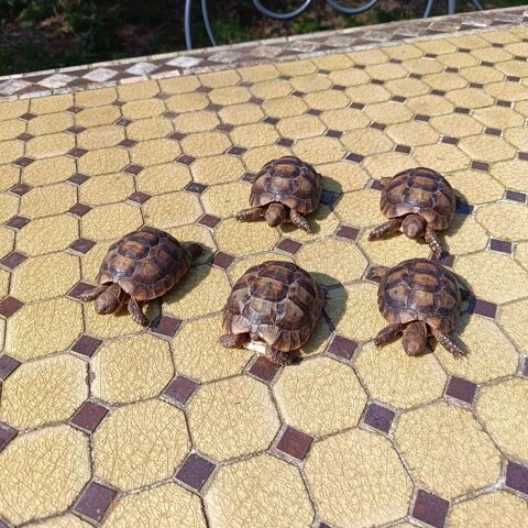 Mes petites choupinette (ILE DE FRANCE) 85 91800 Brunoy