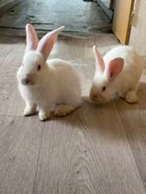   Lapin géant des Flandres pure race  