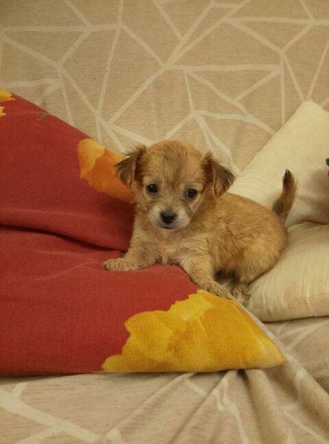 Chihuahua a reserver 699 45300 Manchecourt