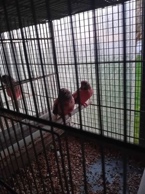 Perruches de Bourke et turquoisine 0 59670 Bavinchove