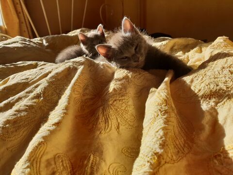 Chatons adorables joueurs, affectueux &agrave; donner gratuitement 0 30300 Beaucaire