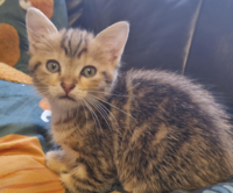   LOKI 
