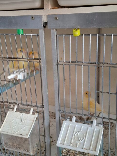 Canaris jaune 25 38230 Chavanoz
