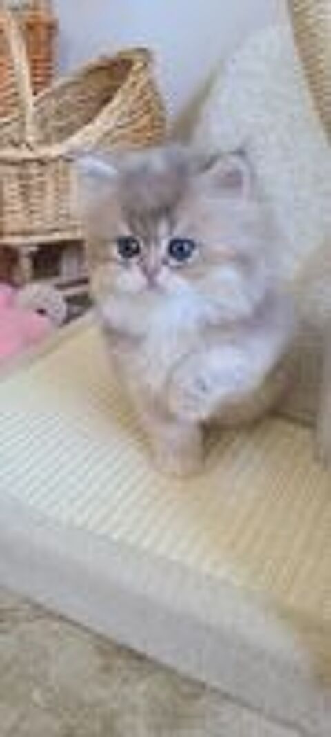   British Longhair disponible  