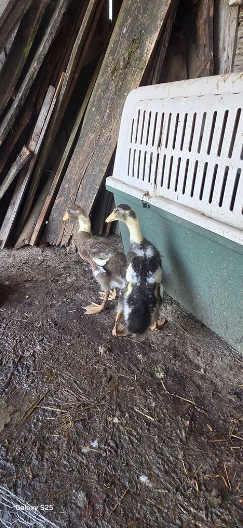 Canards coureurs indien 20 82400 Castelsagrat