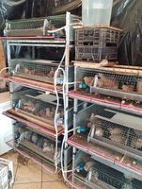   cage pour cailles
