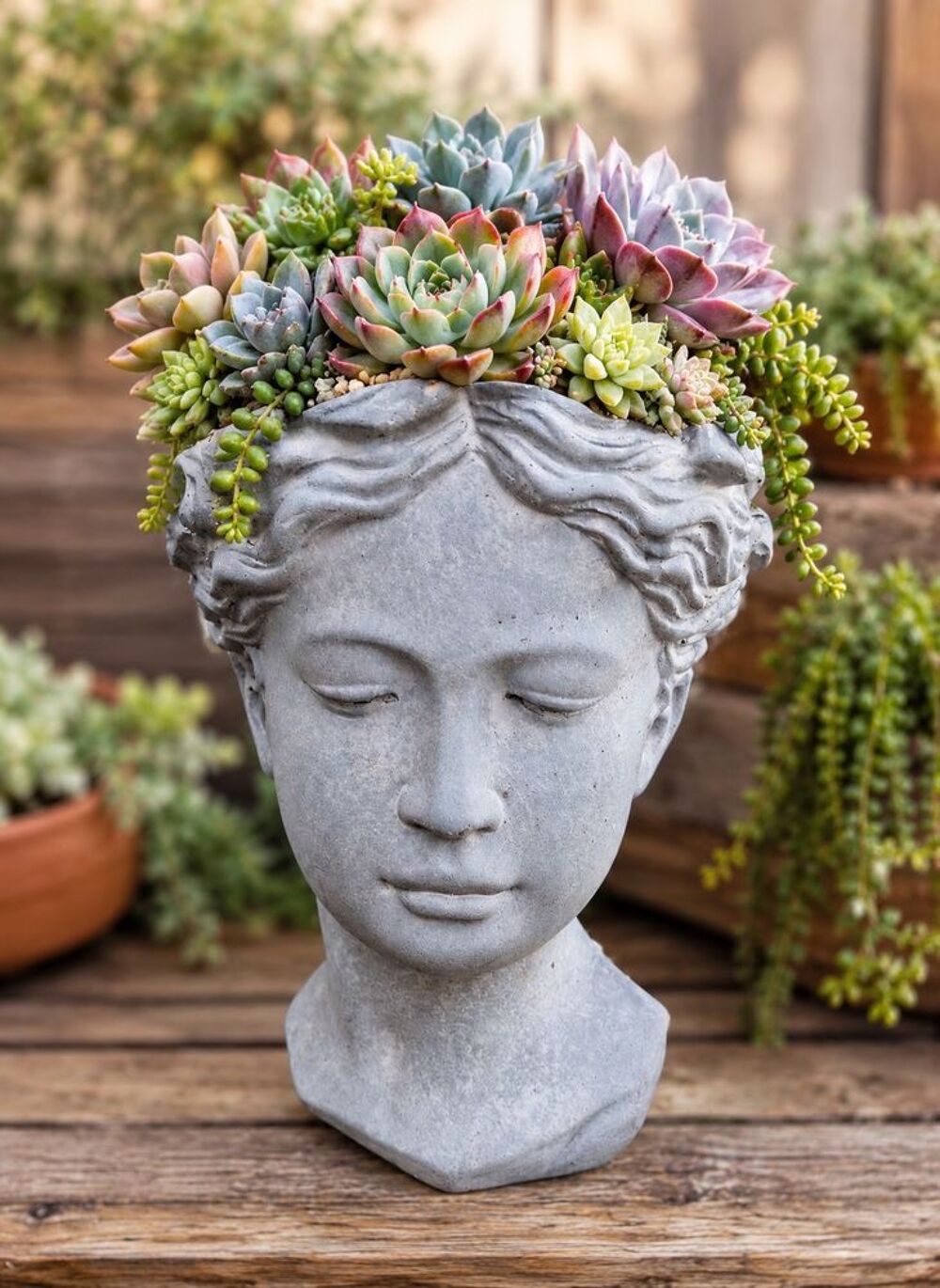 Boutures de plantes succulentes - plusieurs lots Jardin
