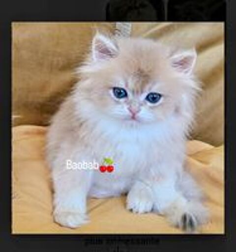   British Longhair, issues de lignées prestigieuses.  